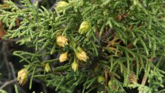 How to grow juniper from seed