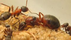 Как избавиться от желтых муравьев