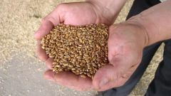 Как хранить пшеницу