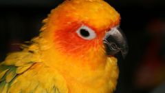 Как обучить попугая говорению