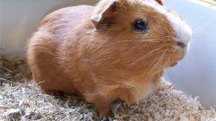How to distinguish Guinea pig a boy from a girl