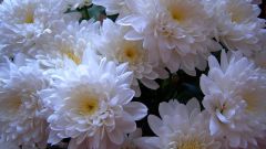 How to keep cut chrysanthemum