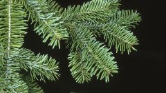 How to distinguish spruce from fir