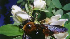 Как собирать пчелиный яд