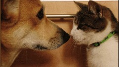 Как помирить кошку и собаку