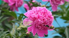 How to take a tincture of a peony