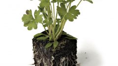 How to plant dill and parsley