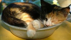 How to teach a kitten to eat from the bowl