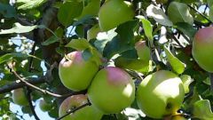 Как производить обрезку яблонь