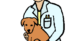 How to obtain a veterinary license