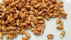 How to use sprouted wheat
