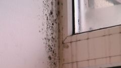 How to get rid of mold on the walls in the apartment