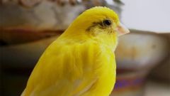 How to distinguish female from male Canary