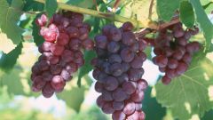 Как посадить виноградник
