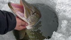 Как ловить рыбу зимой на течении
