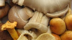 Как готовить грибы в сметане