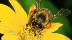 Как добывать пчелиный яд