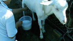Как давать грудному ребенку козье молоко