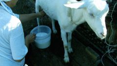 How to give an infant goats milk