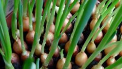 Как посадить зеленый лук