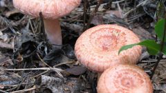 Как вырастить гриб волнушку