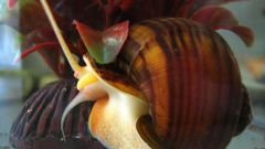 How to care for aquarium snail