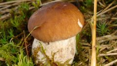 Как сушить белые грибы