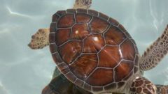 Как содержать дома морскую черепаху