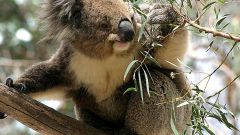 Почему исчезают коалы