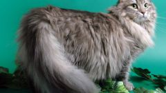 Как выбрать чистокровную сибирскую кошку