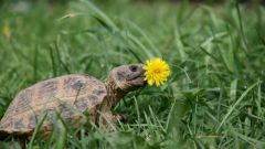 Как узнать возраст сухопутной черепахи