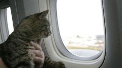 Как вывезти кошку за границу
