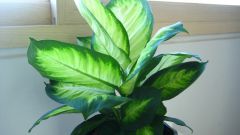 How to water the dieffenbachia