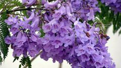 How to make lilac color