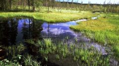 Почему надо охранять болота