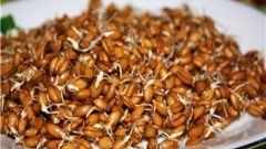 Как проращивать и принимать зародыши пшеницы
