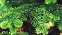 Как выбирают елку: ищем свою лесную красавицу