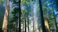 Почему нужно охранять лес