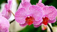 Почему исчезают орхидеи