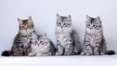 Как выбрать котенка сибирской кошки