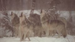 Почему волки воют