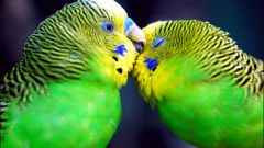 Как определить породу попугая