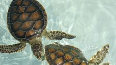 Как оборудовать аквариум для черепах
