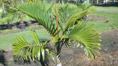 Как вырастить пальму из семени