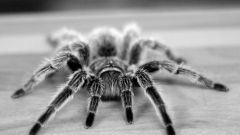 Как перестать боятся пауков