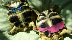 Как узнать пол сухопутной черепахи