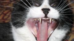 How to treat gums cats