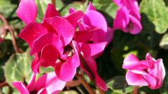 How to plant cyclamen seeds