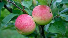 Как вырастить яблоню из косточки