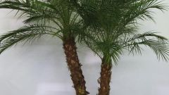 Как растить пальму